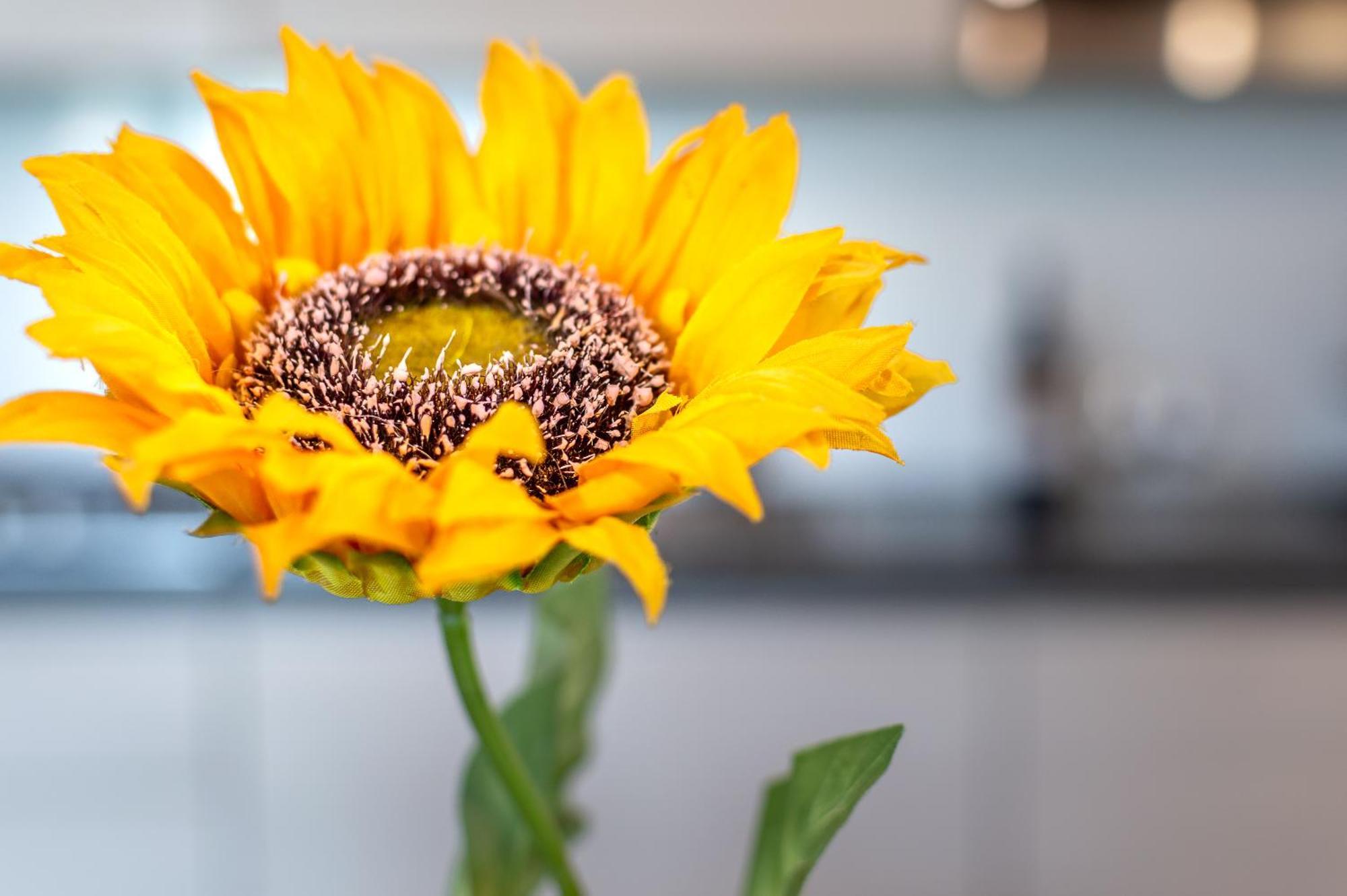 Sunflower Con Vista Su Siena Villa Corsano  Dış mekan fotoğraf